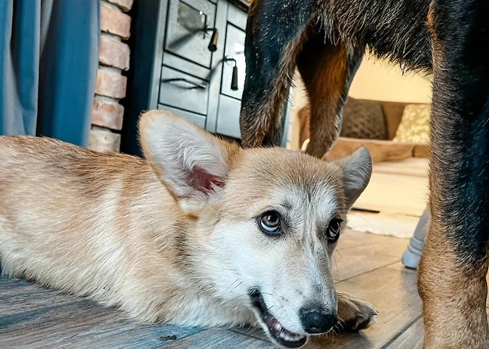 別荘 Csipke Somlo Vendeghaz Somlóvásárhely